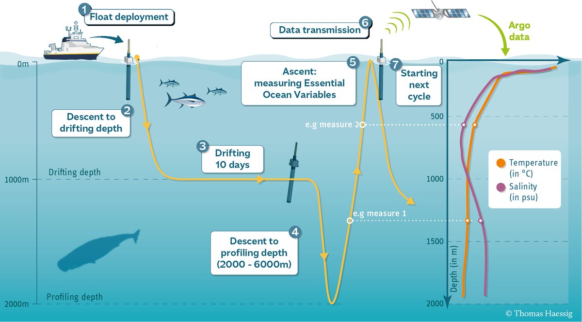 Esquema del ciclo de un flotador Argo: despliegue, deriva, descenso, ascenso midiendo y transmisión por satélite