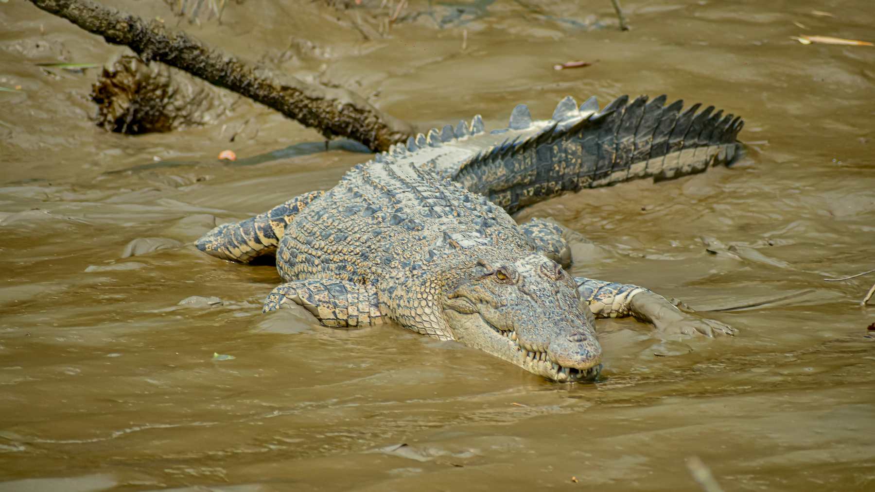 Cocodrilos de agua salada: un ejemplar salvaje toma el sol en una orilla de los Sundarbans
