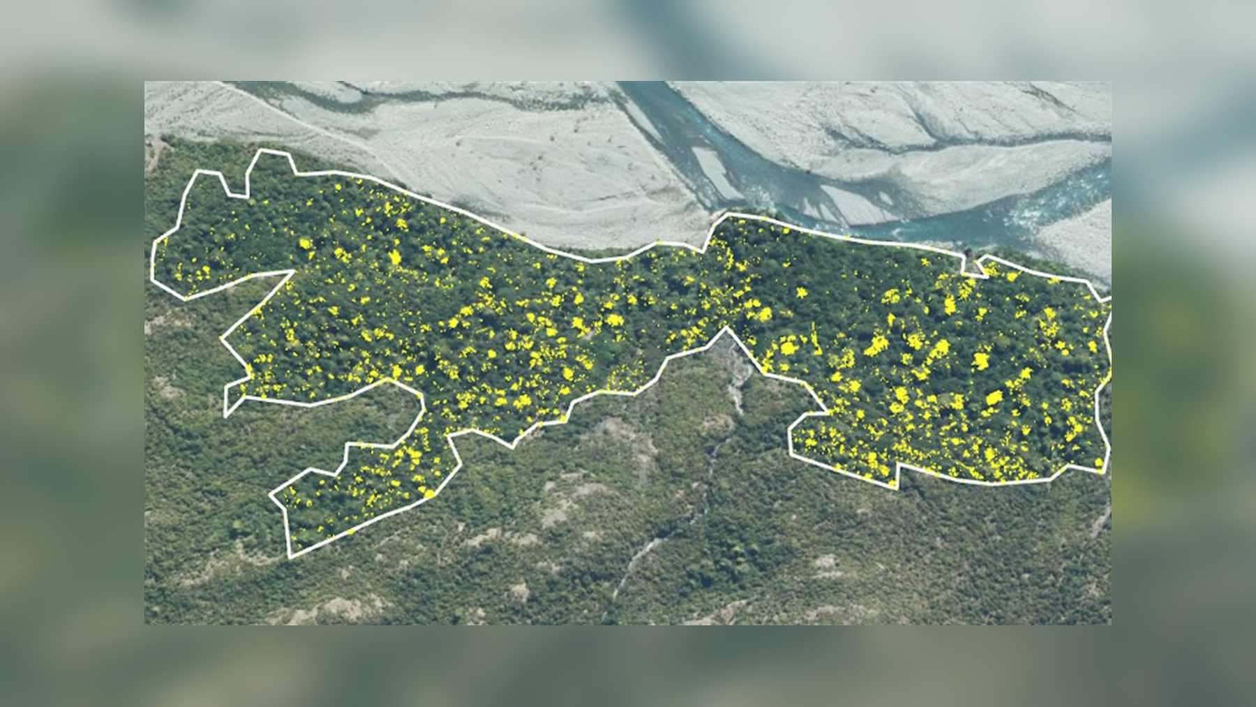 Foto aérea del seguimiento del DOC sobre el daño de los pósums en Nueva Zelanda en el bosque del Wilberforce