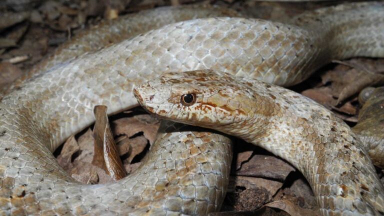 Ejemplar de serpiente corredora de Antigua enroscado sobre la hojarasca