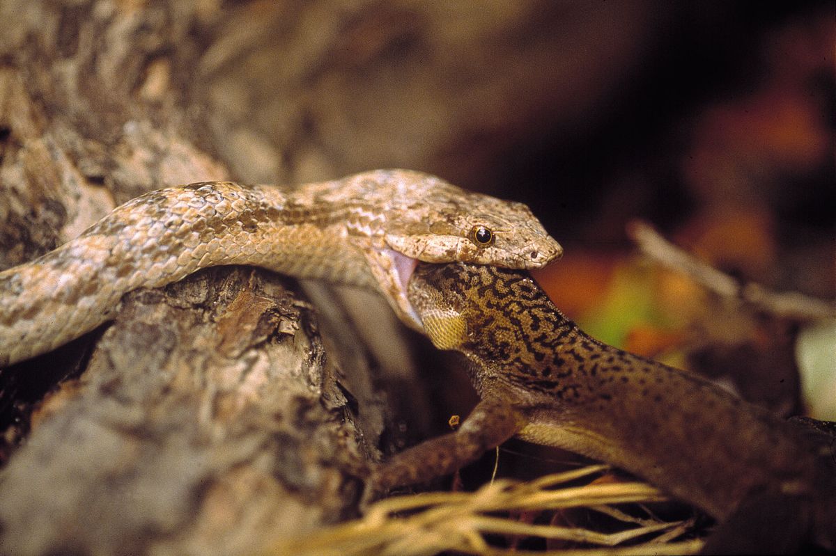 Una corredora de Antigua sujeta un lagarto con la boca
