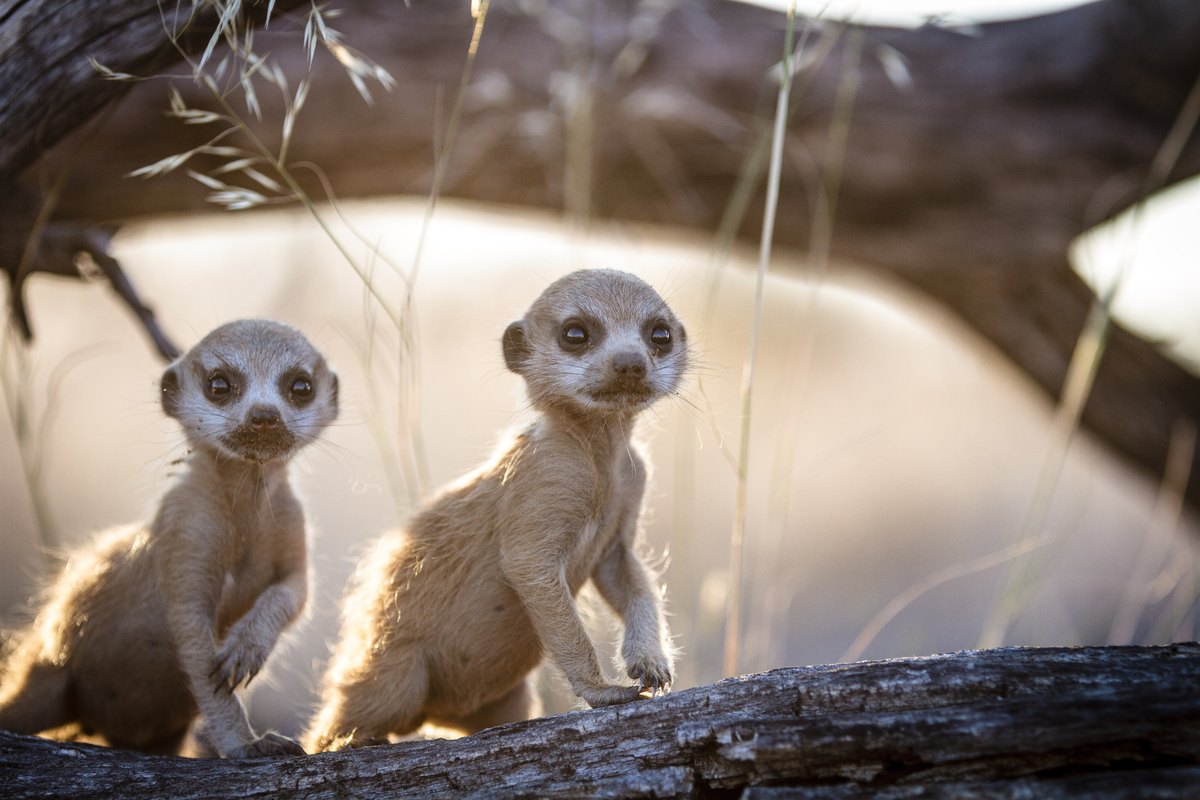 Dos crías de suricata sobre un tronco seco