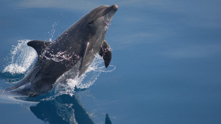 Delfín mular saltando fuera del agua; Dolphin Guard nació para proteger a los delfines de la actividad humana