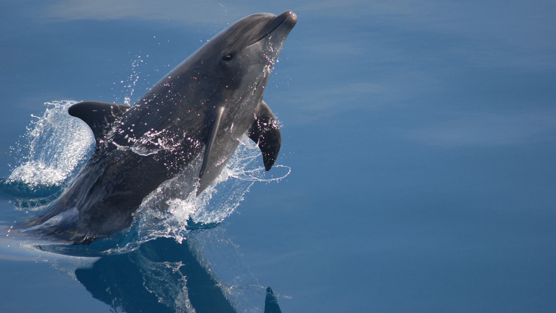 Delfín mular saltando fuera del agua; Dolphin Guard nació para proteger a los delfines de la actividad humana