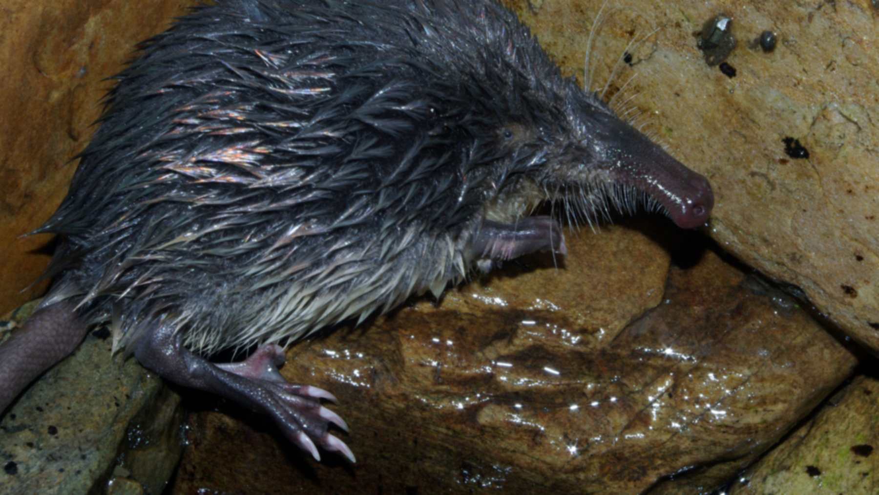 Desmán ibérico sobre las piedras mojadas de un río de León, especie del mayor de los proyectos LIFE españoles