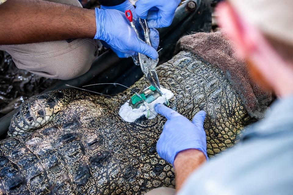 Investigadores colocan un transmisor a un cocodrilo de agua salada