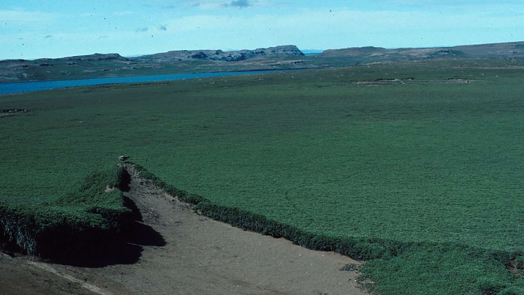 Vegetación rasa y suelo desnudo erosionado en la isla Verte, afectada por los conejos en las islas Kerguelen
