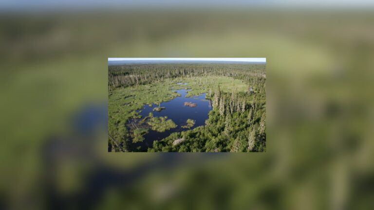 Estanque de la presa de castores más larga del mundo, con su madriguera, en el Parque Nacional Wood Buffalo (Canadá)
