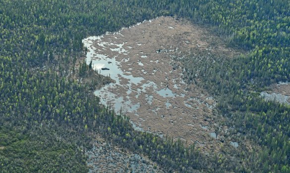 Estanque formado por la presa de castores de Wood Buffalo visto desde el aire, rodeado de bosque boreal