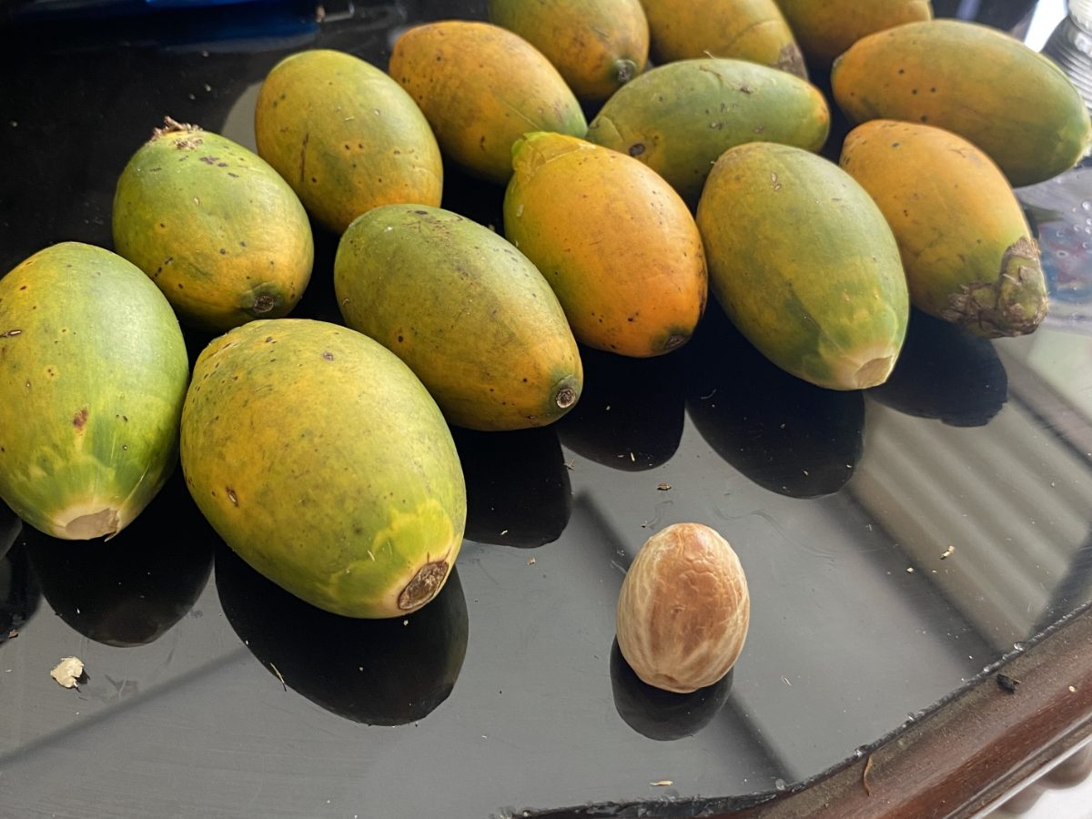 Frutos de areca, con una nuez de betel pelada en primer plano