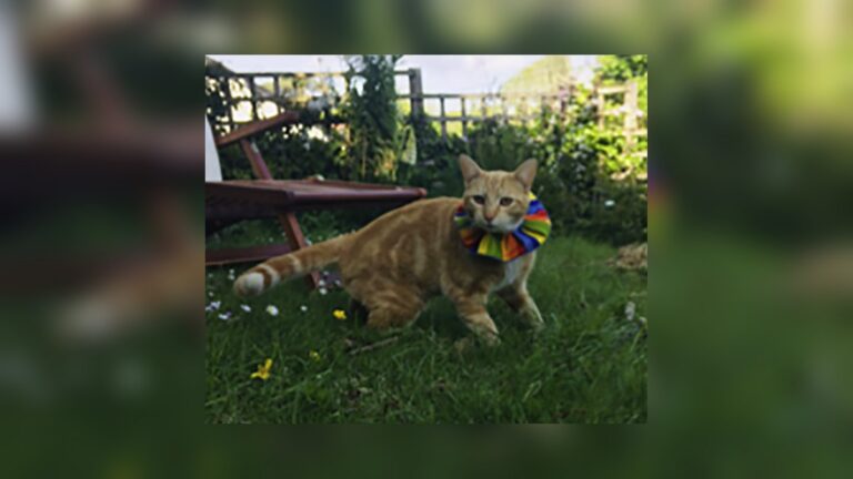 gato funda birdsbesafe jardin