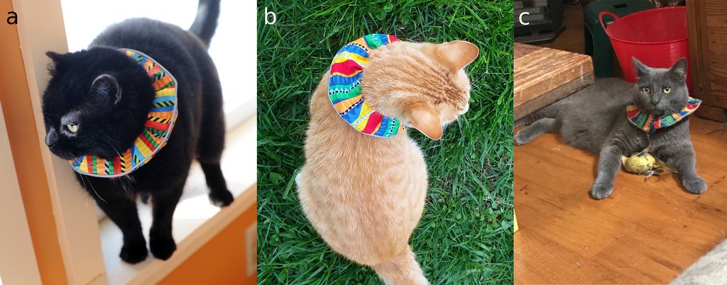 Tres gatos con la funda de colores Birdsbesafe usada en los ensayos de Nueva York y Florida