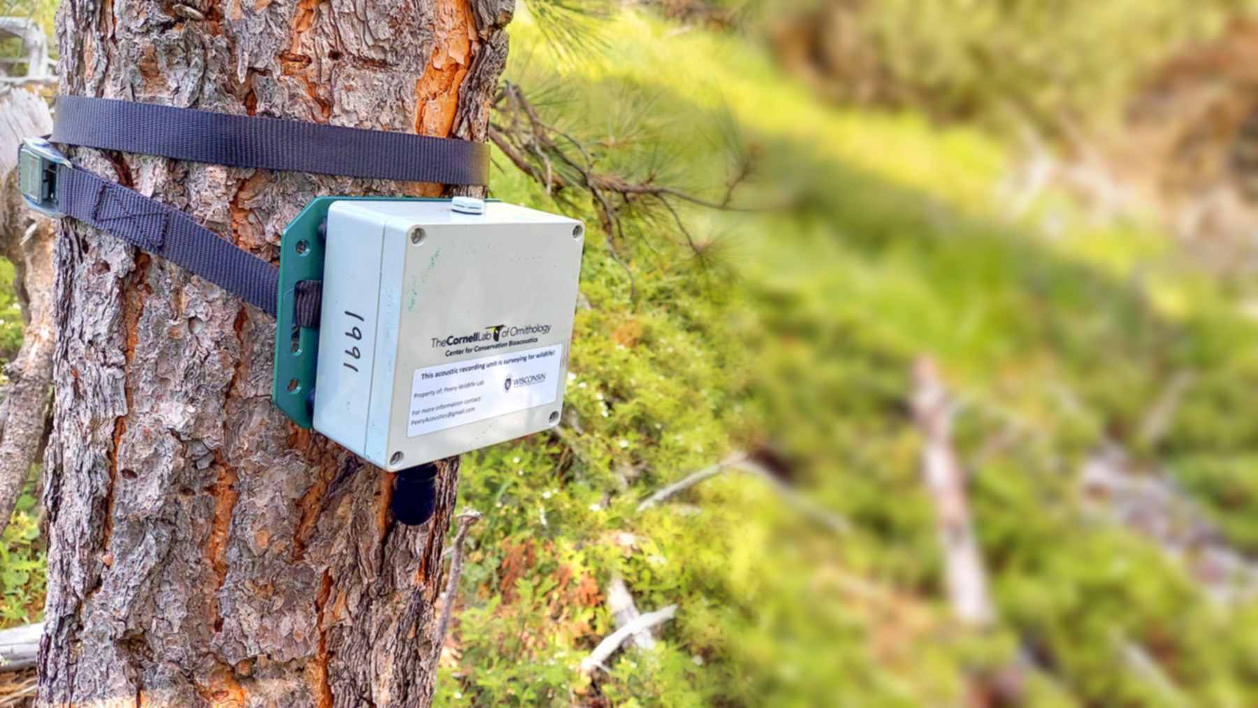 Grabadora acústica Swift del Laboratorio de Ornitología de Cornell sujeta a un pino en la Sierra Nevada de California