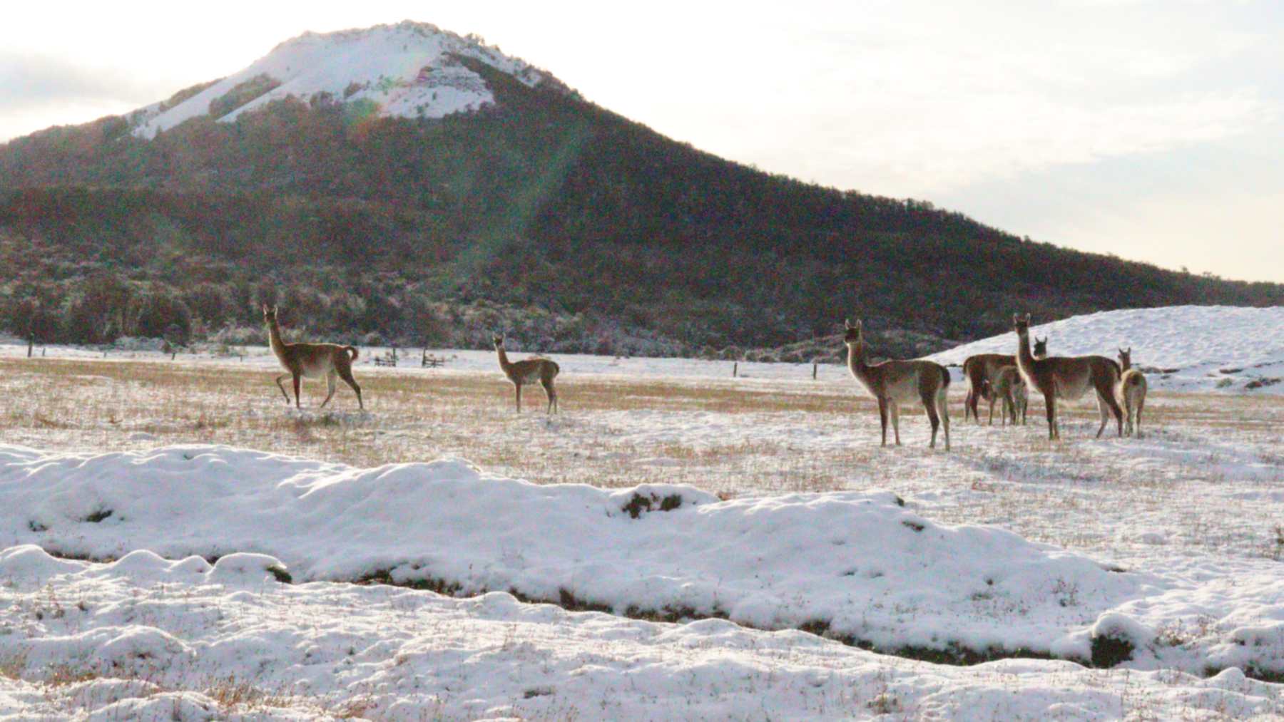 Guanacos en la nieve al pie de un cerro boscoso en el Parque Karukinka, en Tierra del Fuego