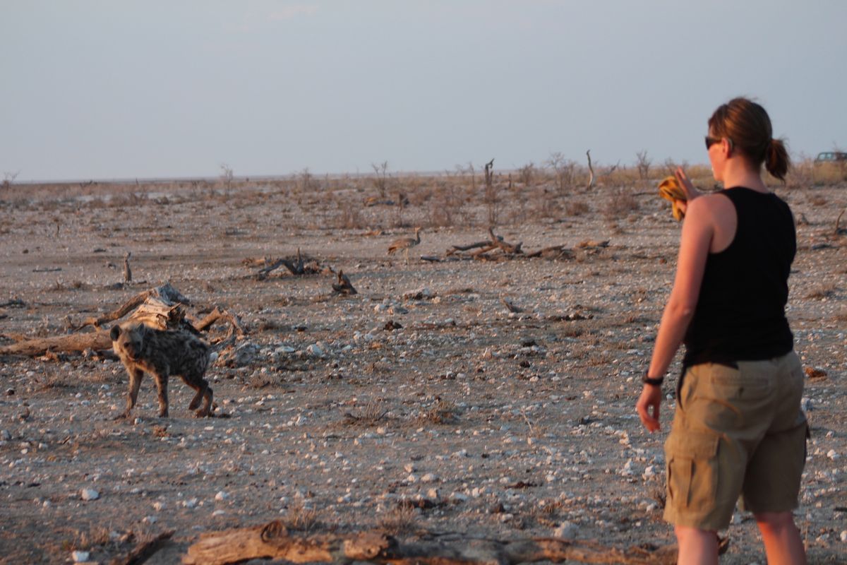Una hiena manchada joven mira a Nancy Barker en un terreno pedregoso del Parque Nacional de Etosha
