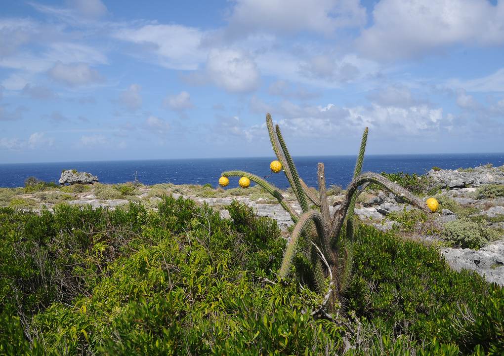 Higo chumbo (Harrisia portoricensis), cactus amenazado de Puerto Rico
