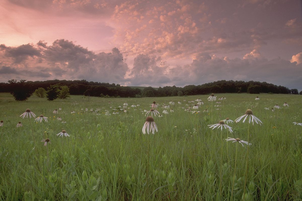 Flores silvestres de equinácea en la pradera de hierba alta de la Tallgrass Prairie Preserve al atardecer