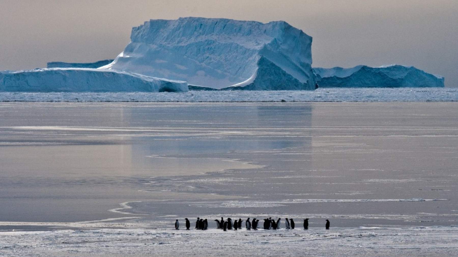 Iceberg atrapado en el hielo fijo antártico con una fila de pingüinos emperador en primer plano