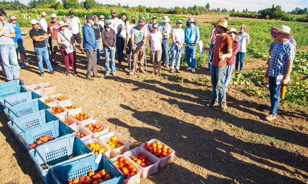 Matt Davis habla a los asistentes de la jornada de campo de secano junto a cajas de tomates