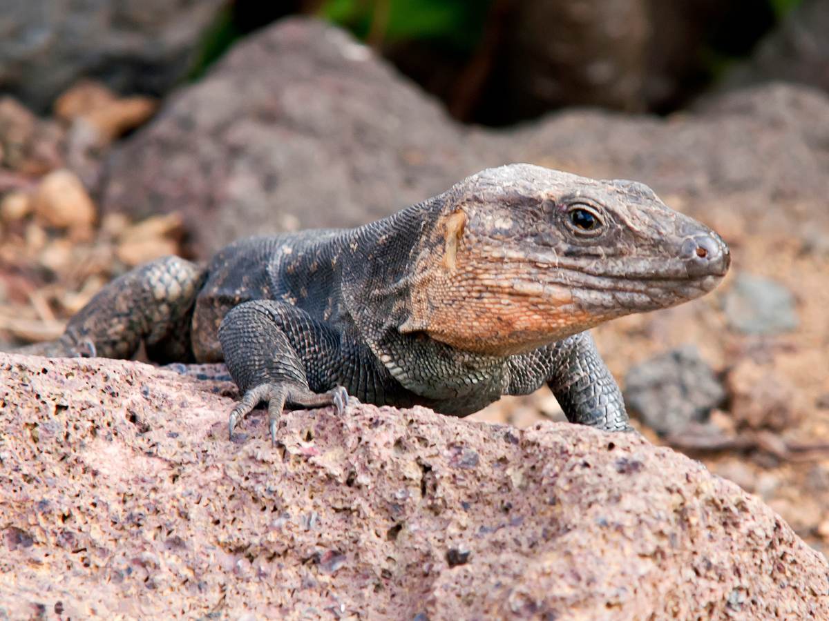 Lagarto gigante de Gran Canaria sobre una roca volcánica