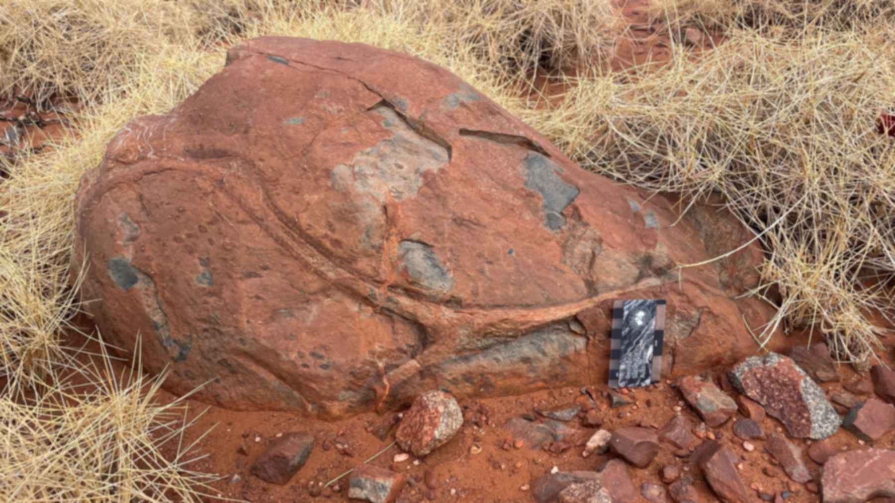 Lava en almohadilla de hace unos 3.100 millones de años del Grupo Whundo, en el cratón de Pilbara (Australia Occidental), con una escala junto a la roca