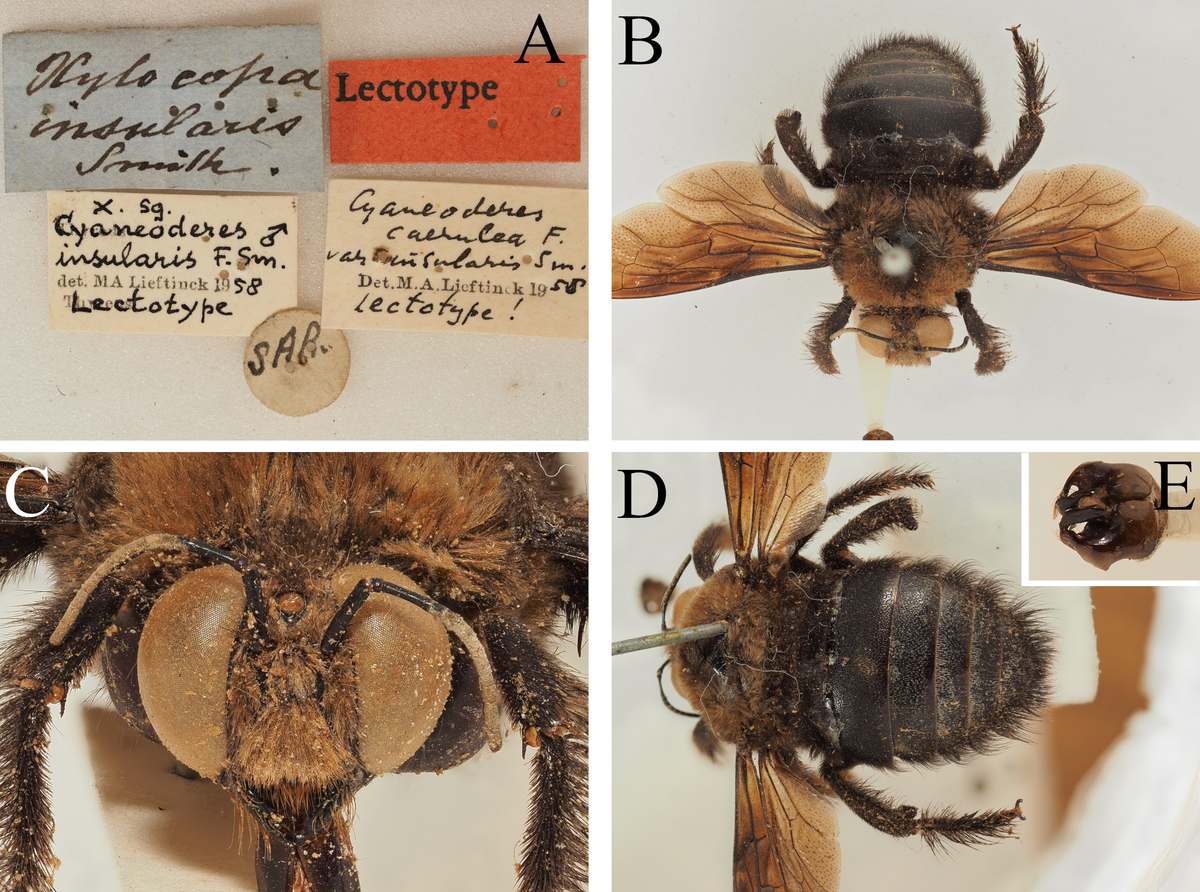 Macho de Xylocopa insularis de Sarawak, de la colección de Wallace, con sus etiquetas, hoy sinónimo de la abeja carpintera azul