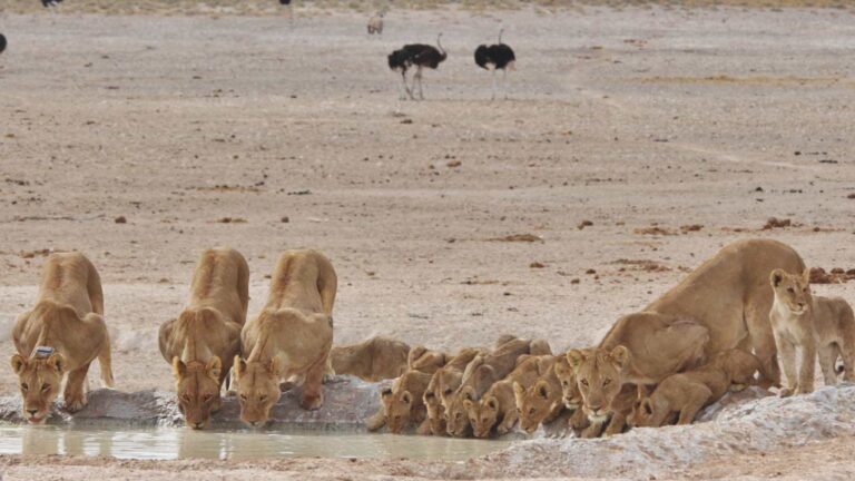 leonas cachorros etosha
