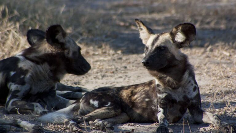 licaones luangwa zambia