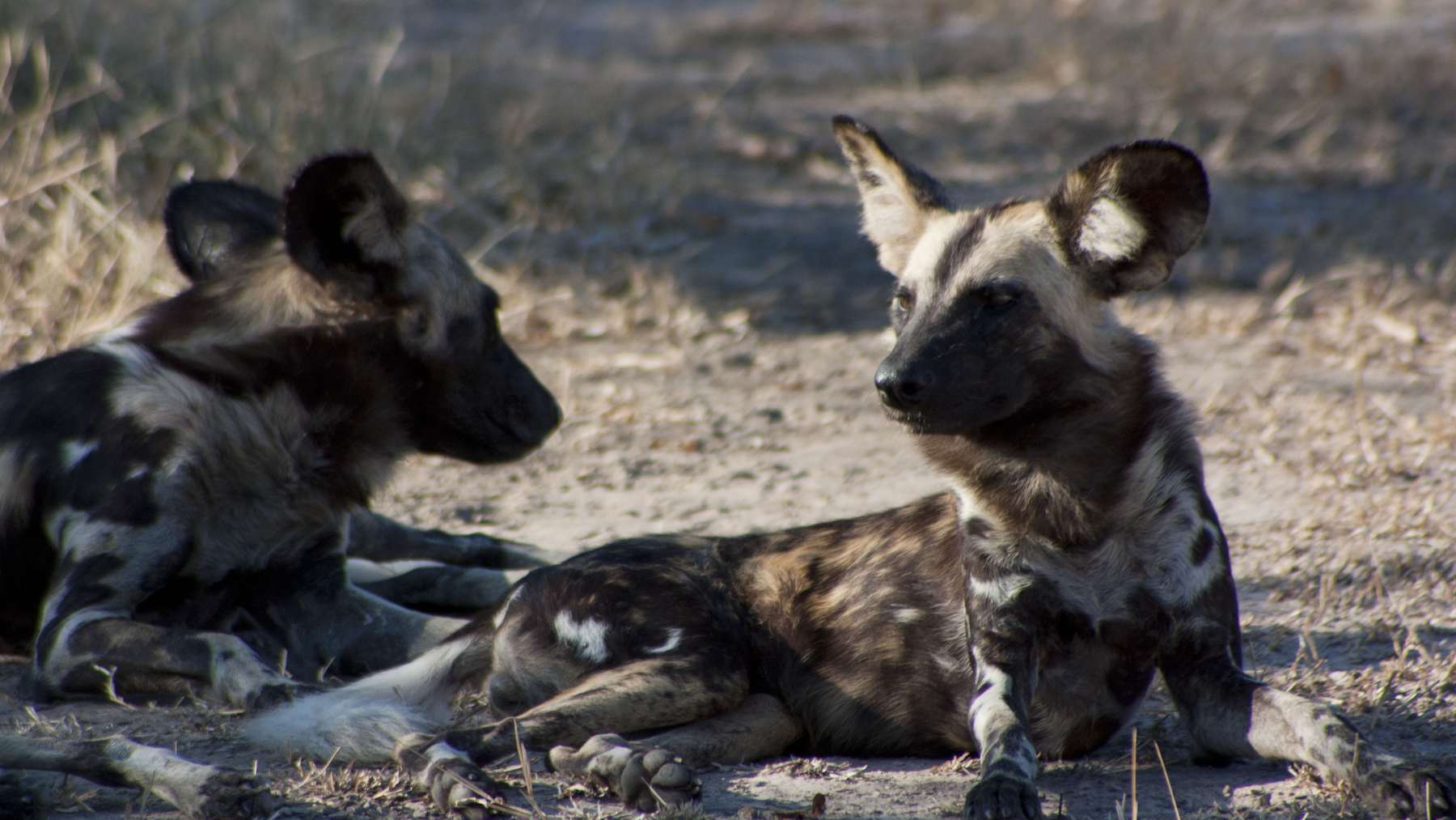 Dos licaones tumbados en South Luangwa, Zambia, la especie de los tres licaones machos que recorrieron 4126 km