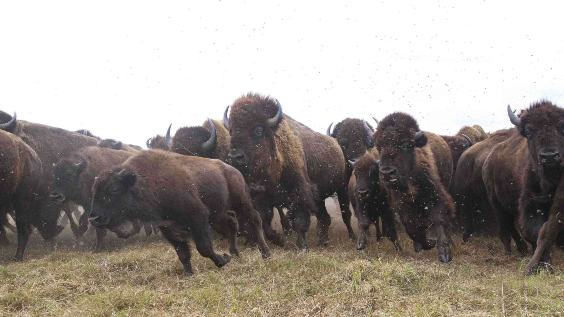 The Nature Conservancy soltó 300 bisontes en Oklahoma en 1993 en la mayor pradera de hierba alta protegida del mundo, y hoy la manada supera los 2000 animales y ayuda a recuperar las flores silvestres