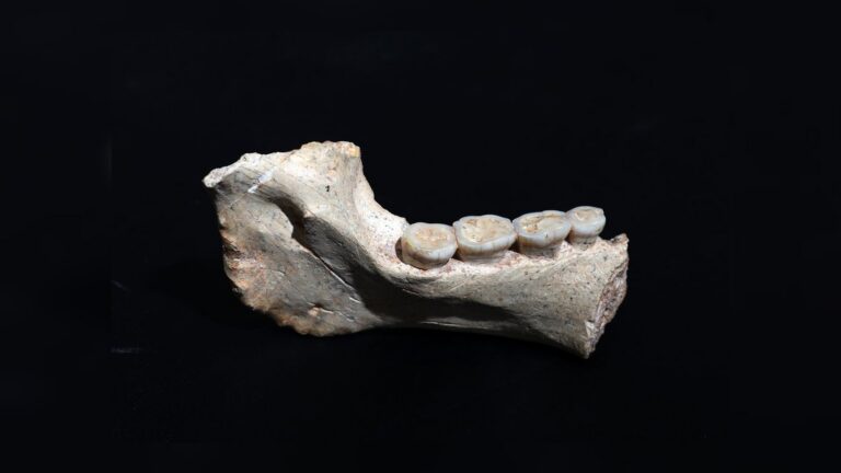 mandibula thomas quarry casablanca