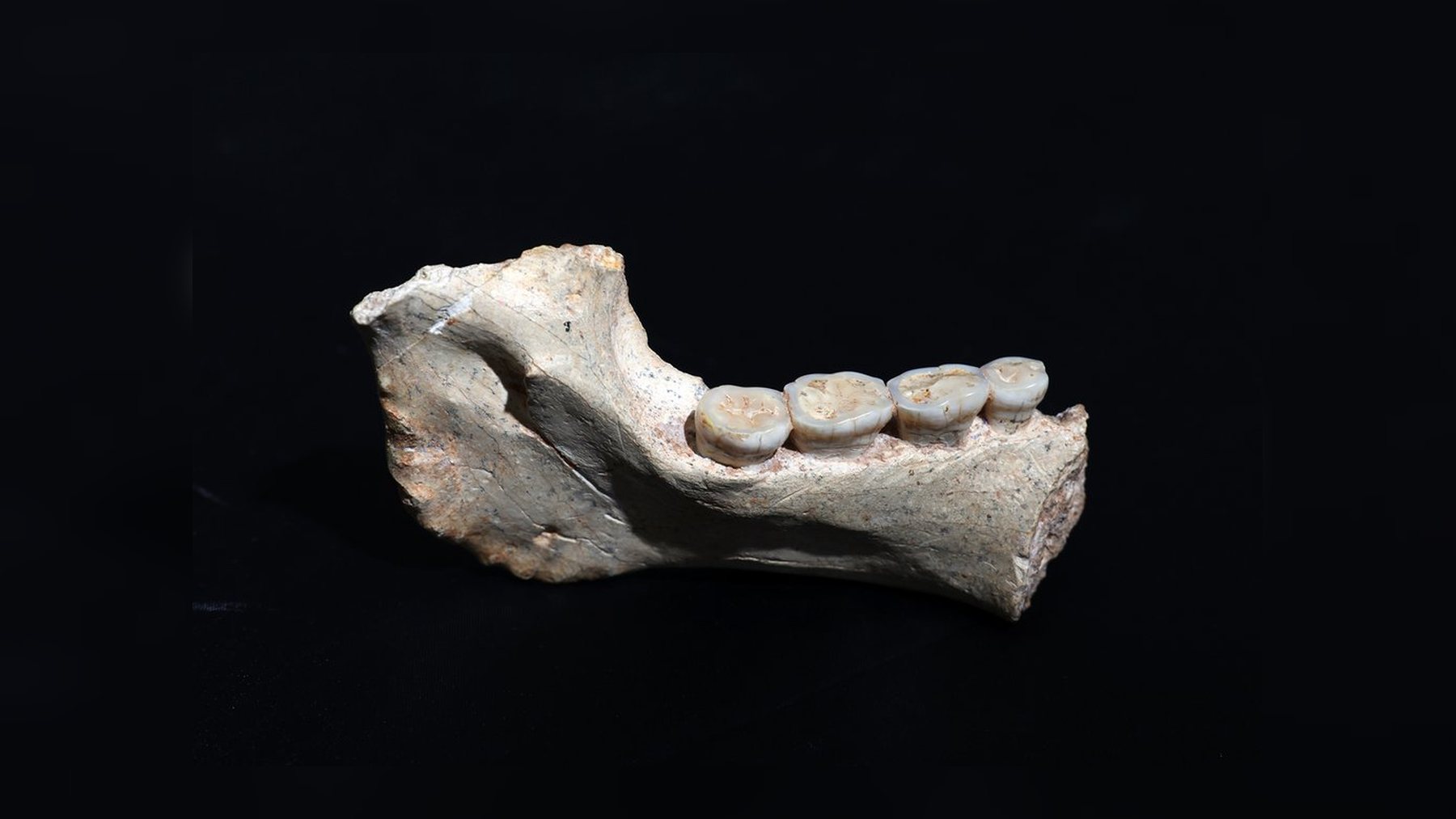Mandíbula fósil ThI-GH-1 de unos 773.000 años hallada en Thomas Quarry I, en Casablanca, con cuatro dientes conservados