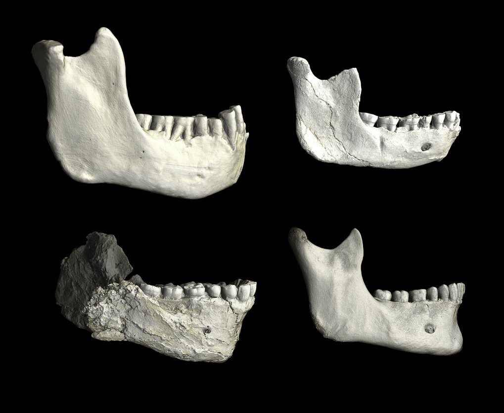 Comparación a la misma escala de cuatro mandíbulas: Tighennif 3, la de Thomas Quarry, Jebel Irhoud 11 y la de un humano moderno