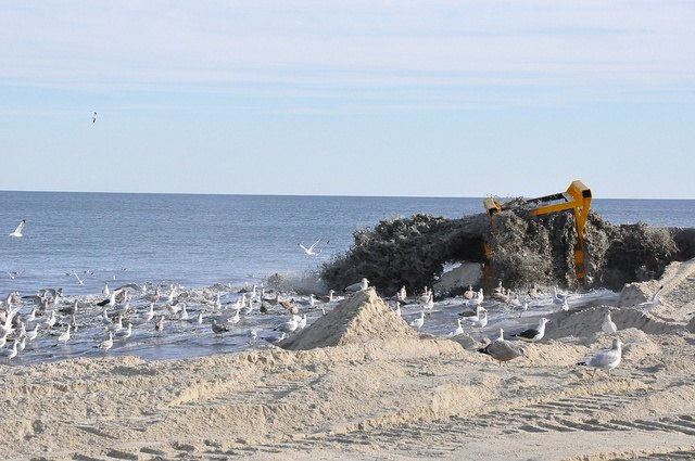Bombeo de arena en la playa de Monmouth Beach, Nueva Jersey, con gaviotas en la orilla