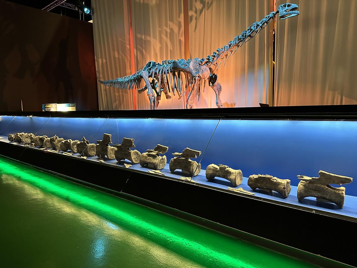 Vértebras originales del Diplodocus de El Castellar en una vitrina iluminada del Museo Aragonés de Paleontología, bajo el esqueleto montado de otro saurópodo