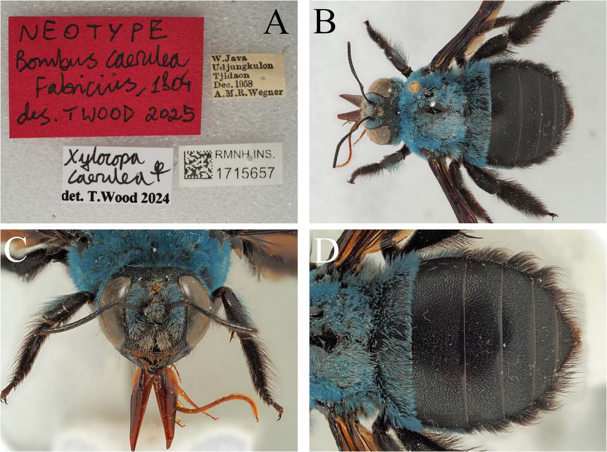 Neotipo de la abeja carpintera azul, una hembra de Java guardada en Naturalis, con sus etiquetas