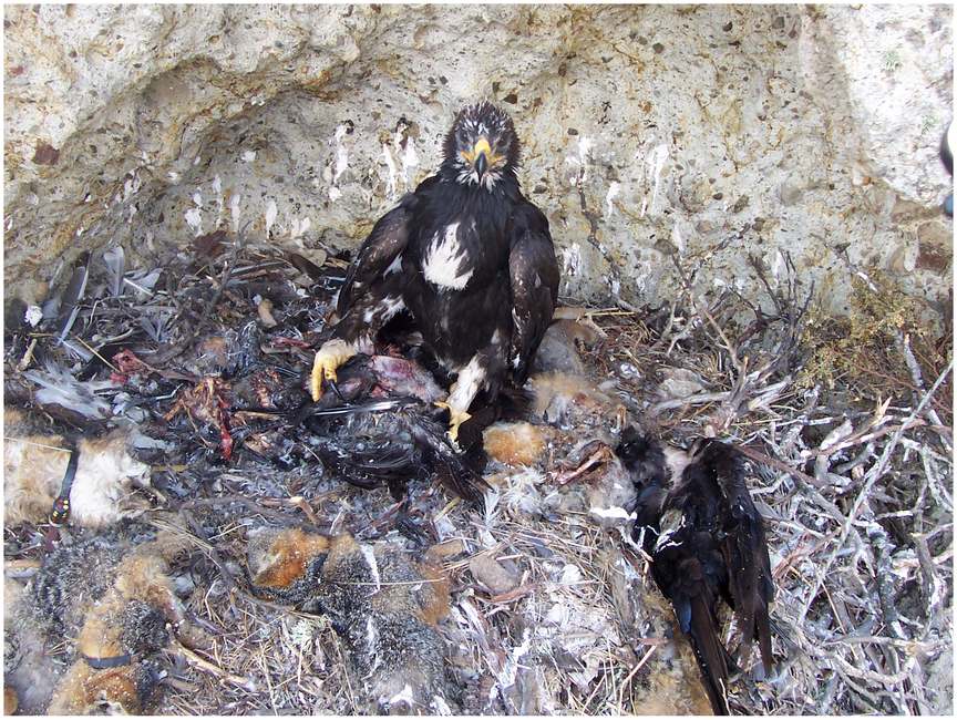 Águila real en el nido de la pareja Laguna, en la isla de Santa Cruz, rodeada de restos de presas