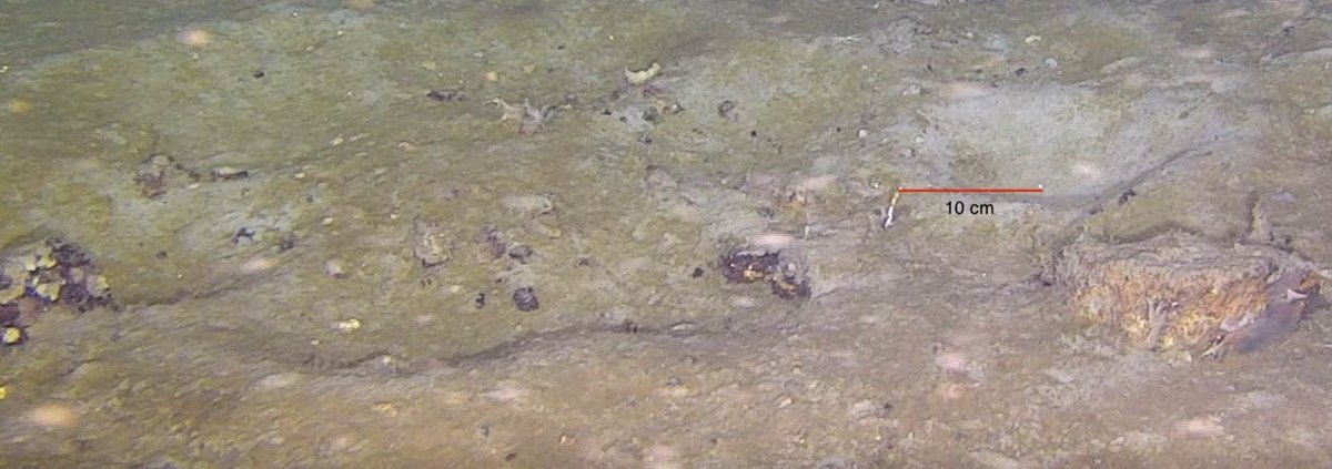 Nido de peces abandonado y nido limpio en el fondo del mar de Weddell, con escala de 10 centímetros