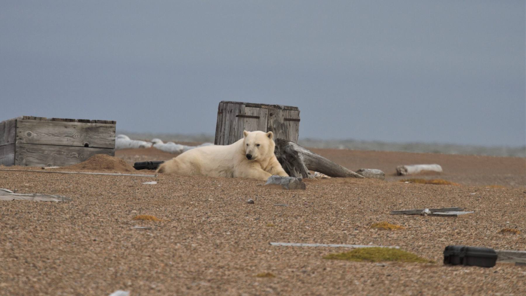 Un oso polar tumbado en la grava de la isla Cooper, en Alaska, entre cajas de madera y una maleta Nanuk para nidos de araos negros