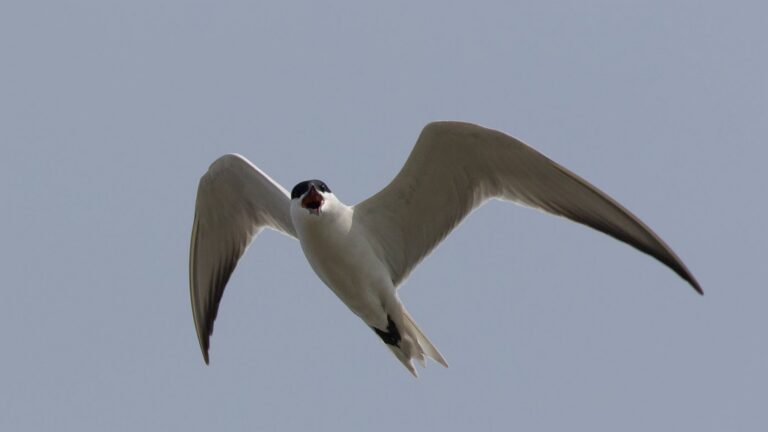 Pagaza piconegra en vuelo, fotografiada en las islas Marker Wadden del lago Markermeer (Países Bajos)