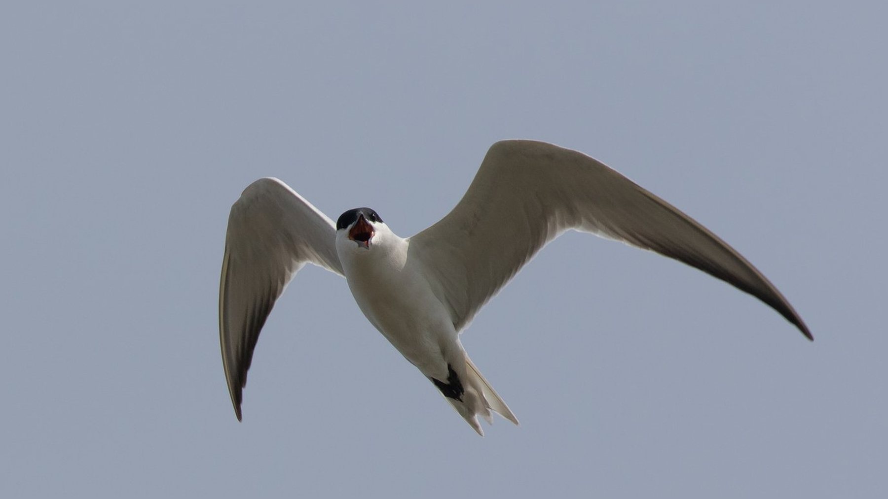 Pagaza piconegra en vuelo, fotografiada en las islas Marker Wadden del lago Markermeer (Países Bajos)