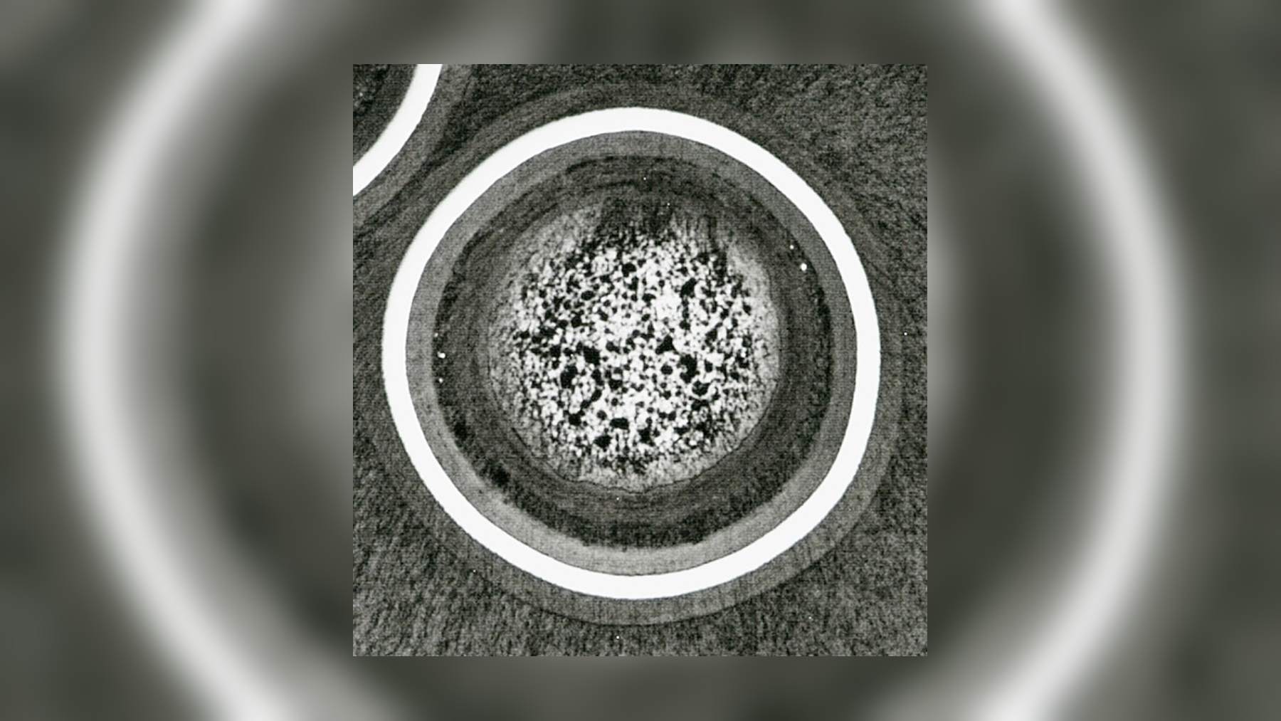 Corte al microscopio de una partícula irradiada de combustible TRISO del ensayo AGR-2 con sus capas concéntricas