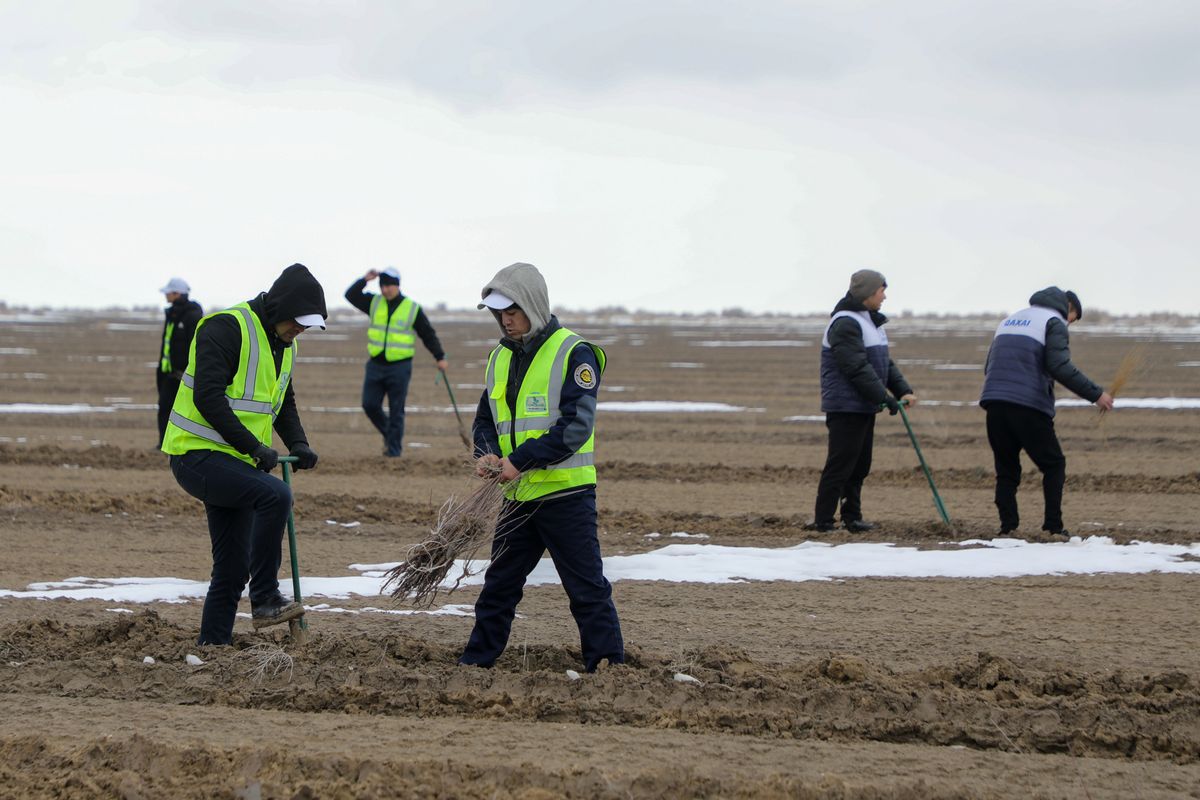 Trabajadores con chalecos reflectantes plantan arbustos a mano en el lecho seco del mar de Aral