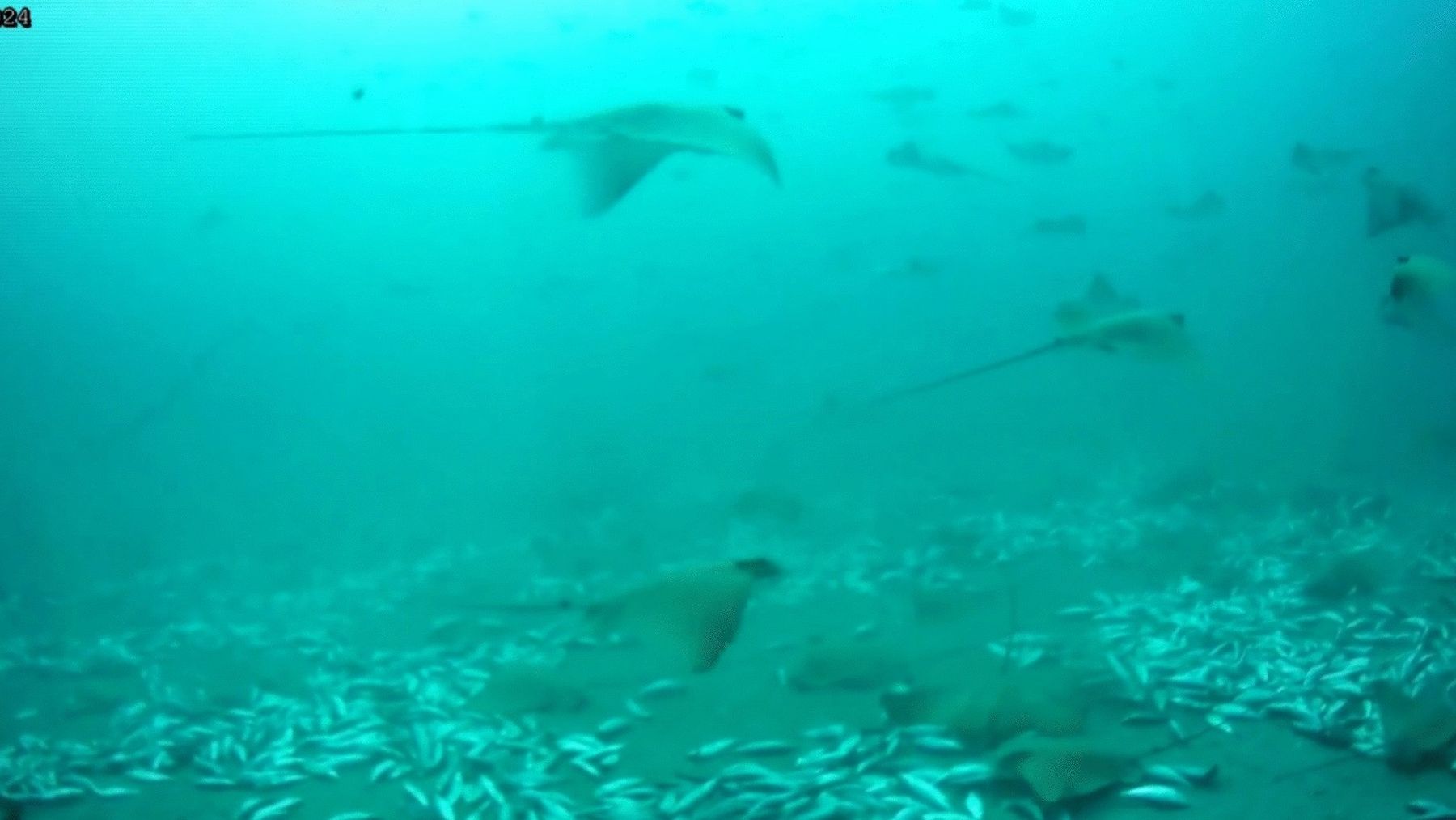 Un robot submarino grabó frente a Malta entre 100 y 150 rayas águila comiendo pescado bajo una jaula de atún y los científicos creen que es la mayor concentración conocida de esta especie amenazada