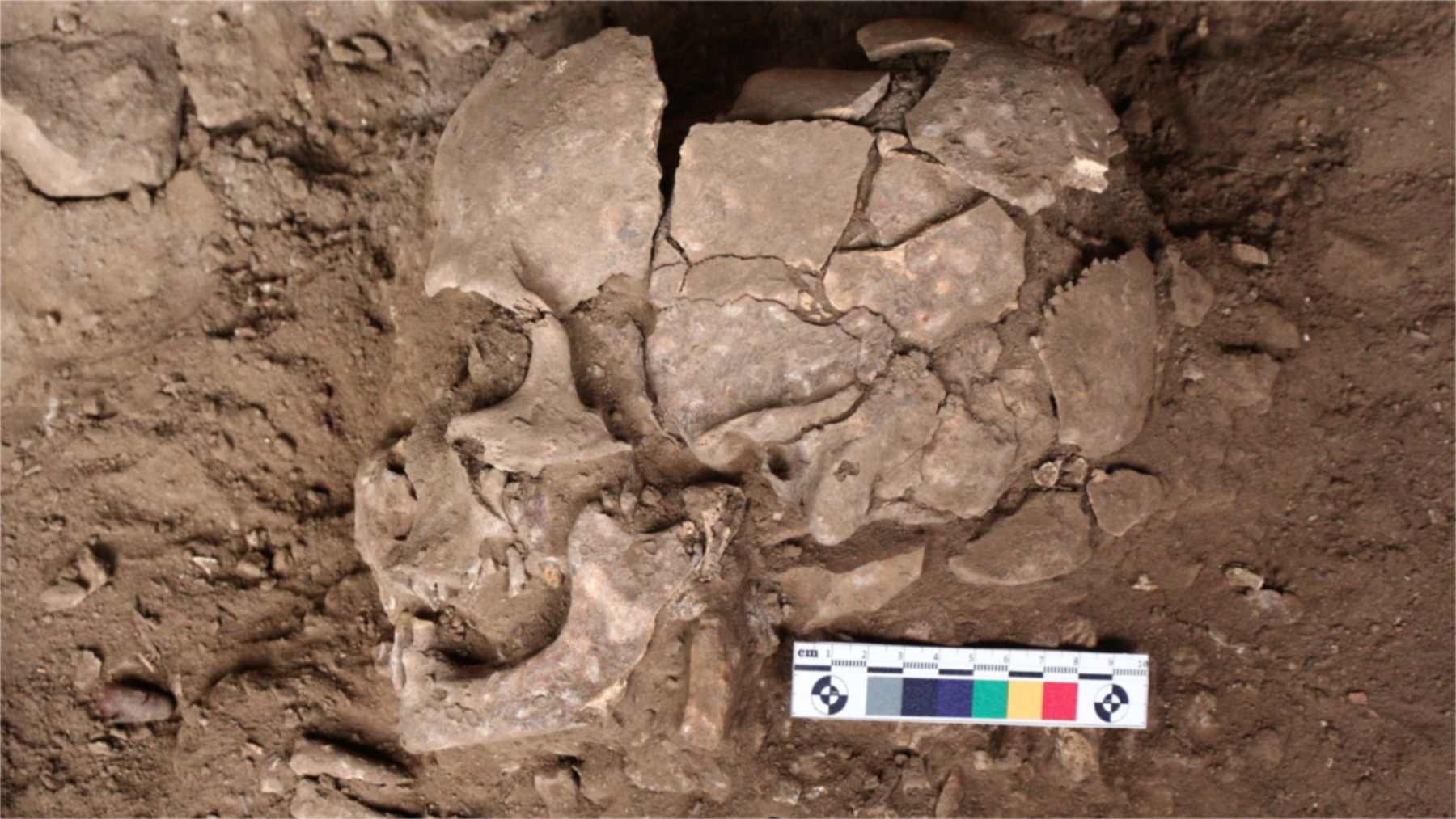 Restos óseos humanos en el sedimento de un yacimiento de Sulawesi, junto a una escala