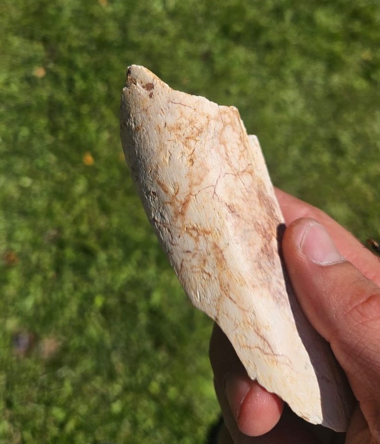 Retocador de hueso neandertal del subnivel 4D de Prado Vargas sostenido en la mano