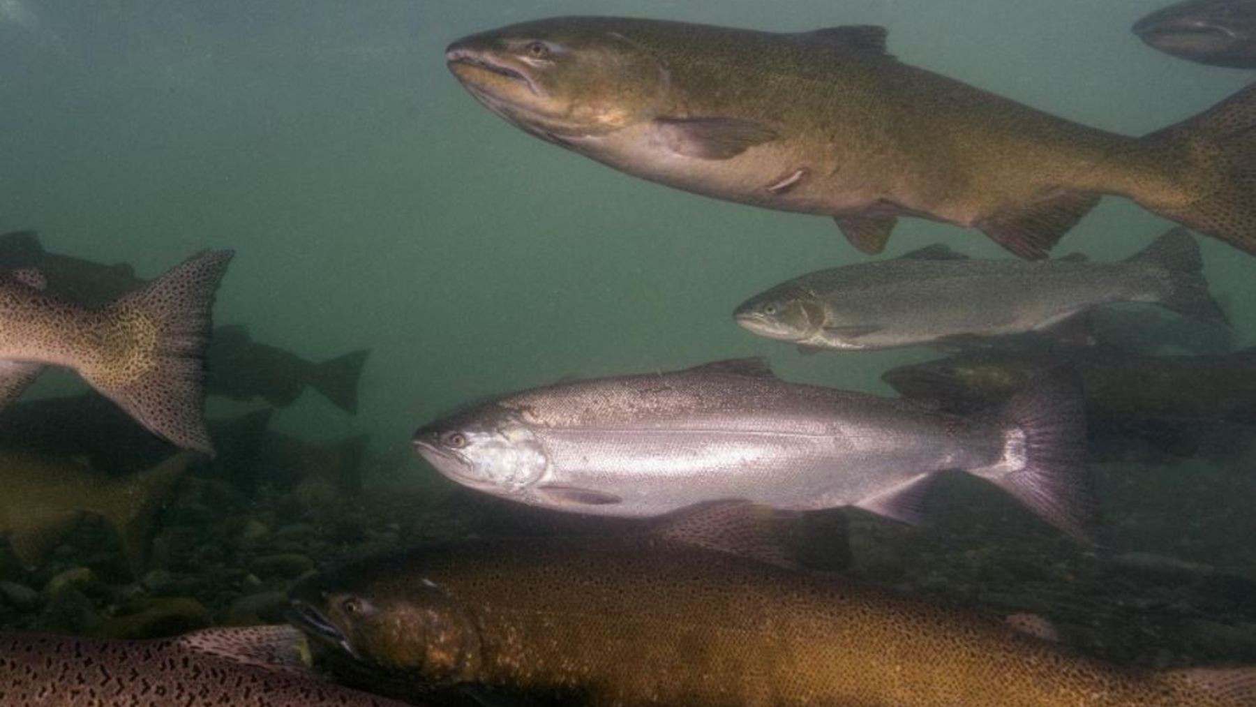 Salmones chinook, coho y truchas steelhead nadando bajo el agua en el río Elwha
