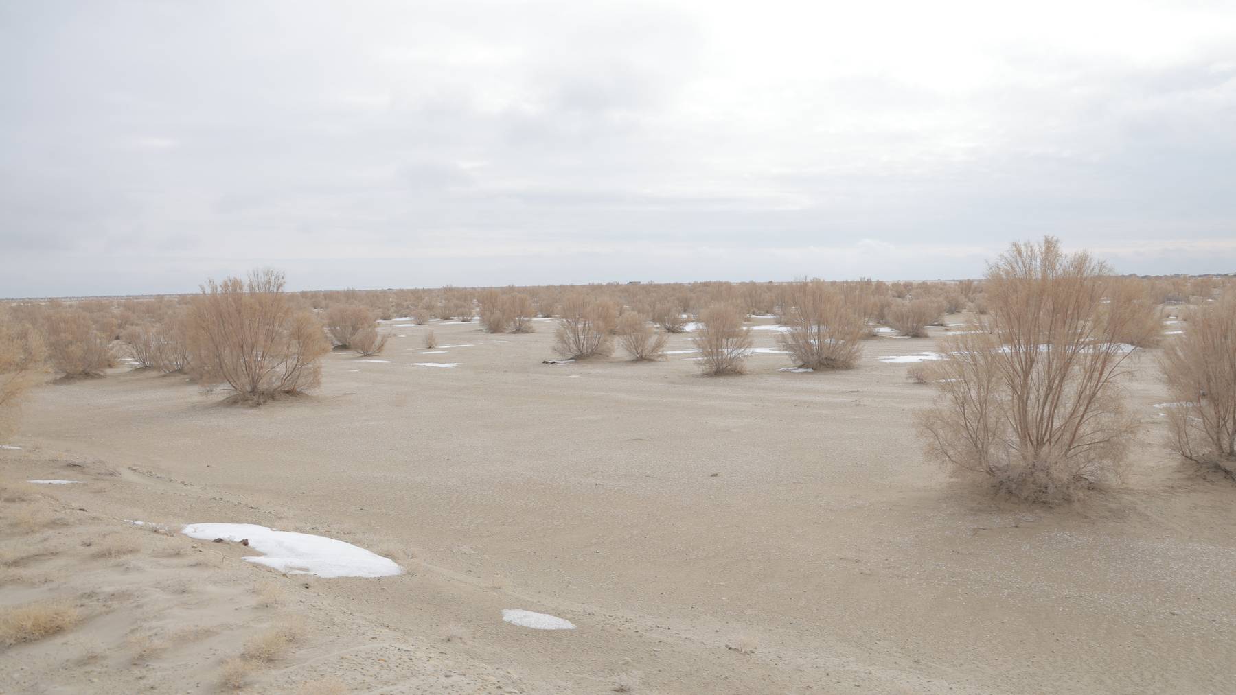 Arbustos del desierto plantados en el lecho seco del mar de Aral, con manchas de nieve