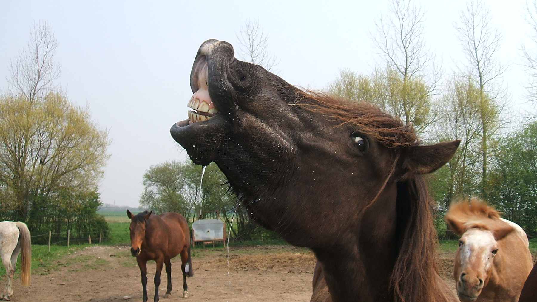 Star, el caballo de la investigadora Océane Liehrmann, en un estudio sobre la personalidad de los caballos