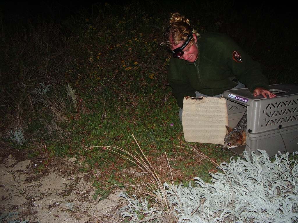 Un técnico abre de noche una caja de transporte para soltar un zorro isleño criado en cautividad en San Miguel
